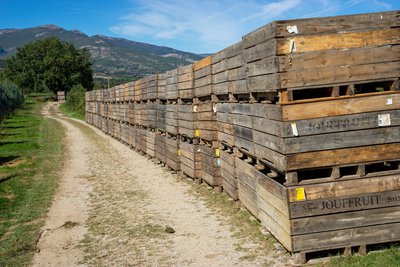 Arboriculture entre Sisteron et Ribiers